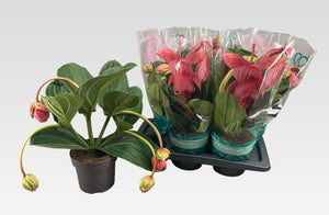 Pink Medinilla ‘Flamenco’ – 17cm Pot