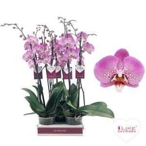 Pink Phalaenopsis Orchid – 12cm Pot, 65cm Tall