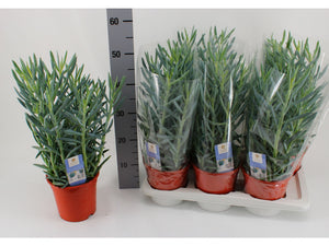 Curio Mount Everest Succulent – 17cm Pot, 55cm High