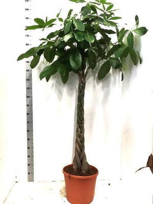 Large Money Tree (Pachira aquatica) – 35cm Pot