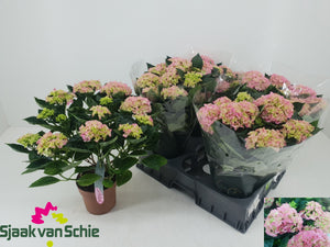 Pink Hydrangea macrophylla – 14cm Pot, 40cm High