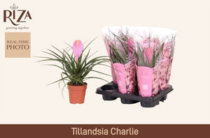 Tillandsia ‘Charlie’ Air Plant – 12cm Pot