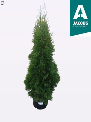 Emerald Green Thuja ‘Smaragd’ – 23cm Pot, 95cm Tall