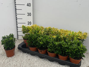 Euonymus Mixed Garden Plant – 9cm Pot