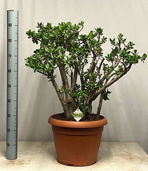 Jade Plant (Crassula ovata) – 40cm Pot