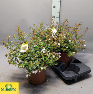 Glossy Abelia (Abelia × grandiflora) – 19cm Pot