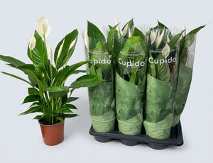 Peace Lily (Spathiphyllum) ‘Bingo Cupido’ – 17cm Pot
