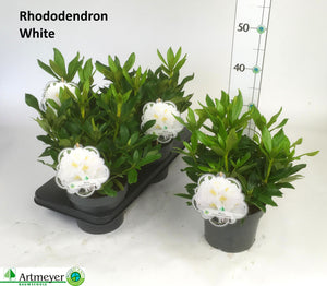 White Rhododendron ‘Cunningham’s White’ – 17cm Pot