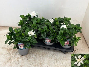 Gardenia jasminoides Gardenia – 13cm Pot