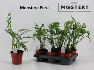 Monstera Peru (Monstera karstenianum) – 12cm Pot