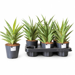 Cylindrical Snake Plant (Sansevieria cylindrica) – 12cm Pot