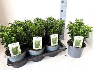 Green Spire Euonymus – 17cm Pot