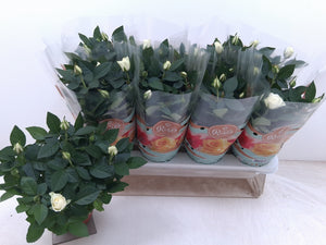 White Miniature Rose (Rosa) – 13cm Pot