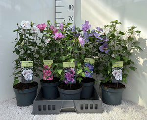 Rose of Sharon Hibiscus (Hibiscus syriacus) – 19cm Pot