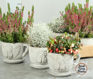 Garden Plant Arrangement – 13cm Ceramic Pot