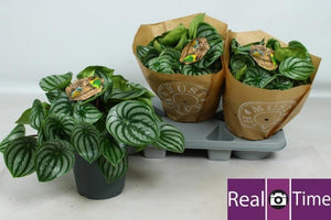 Peperomia argyreia Watermelon Plant – 17cm Pot