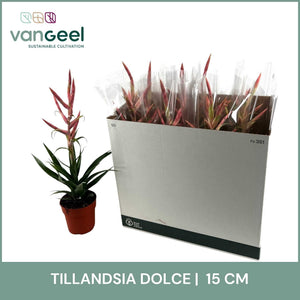 Pink Tillandsia ‘Dolce’ – 15cm Pot, 70cm Tall