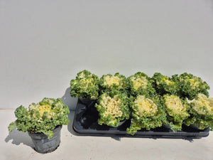 Curly White Ornamental Brassica – 12cm Pot