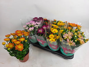 Mixed Chrysanthemum Houseplant – 14cm Pot