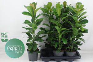 Ficus 'Mi Smile' – 17cm Pot, Approx. 75cm High