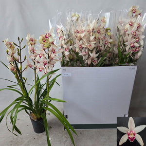 Mixed Colour Cymbidium Orchid – 14cm Pot, 80cm