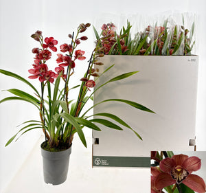 Red Cymbidium Orchid – 14cm Pot, 75cm High
