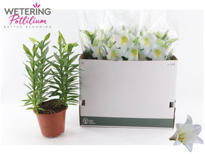 Lil’ Lo Asiatic Lily – 19cm Pot, 52cm High