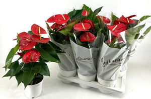 Red Anthurium (Anthurium) – 17cm Pot, 55cm Tall