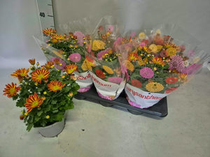 Garden Chrysanthemum (Chrysanthemum indicum) – 15cm Pot