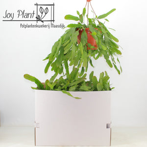 Lepismium houlletianum – 21cm Pot