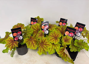 Heuchera Coral Bells – 15cm Pot, Approx. 30cm