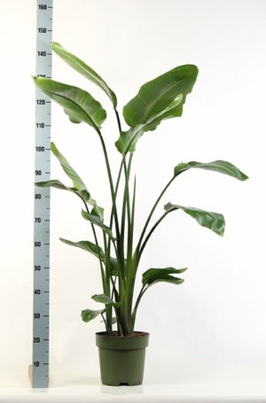 White Bird of Paradise (Strelitzia nicolai) – 27cm Pot, 140cm