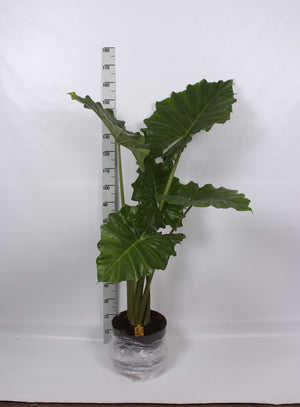 Alocasia Portodora Elephant Ear Plant – 32cm Pot