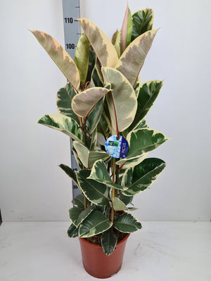 Ficus Elastica ‘Tineke’ – 27cm Pot, 125cm Tall