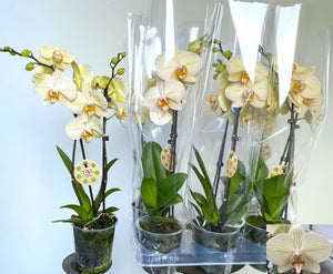 Lime Phalaenopsis Orchid – 2 Stem, 12cm Pot