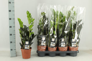Raven ZZ Plant (Zamioculcas zamiifolia) – 14cm Pot