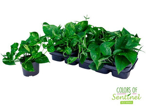 Golden Pothos (Epipremnum aureum) – 12cm Pot
