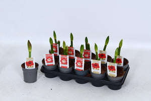 Mixed Hippeastrum (Amaryllis) – 12cm Pot, 30cm High