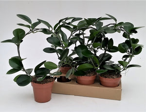 Hoya Australis Wax Plant – 12cm Pot