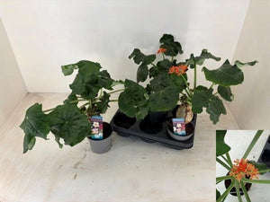 Jatropha Pod Plant – 13cm Pot, 40cm Height