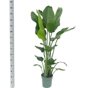 White Bird of Paradise (Strelitzia nicolai) – 24cm Pot