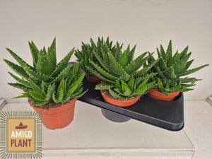Aloe perfoliata – 15cm Pot, Approx. 27cm High