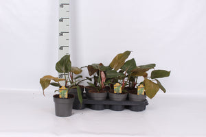 Philodendron Green Houseplant – 14cm Pot