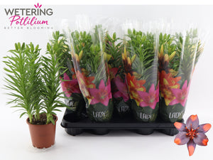 Asiatic Lily – 13cm Pot, Approx. 42cm