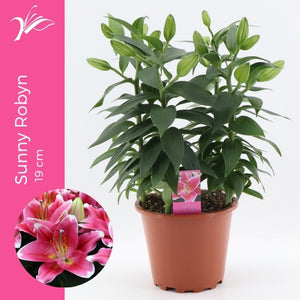 Pale Pink Oriental Lily (Lilium) – 19cm Pot