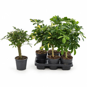 Dwarf Umbrella Tree (Schefflera arboricola) – 14cm Pot