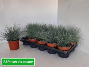 Blue Fescue Grass (Festuca glauca) – 12cm Pot