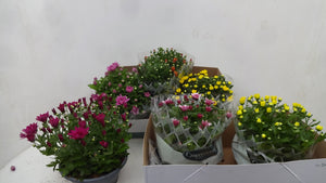 Mixed Chrysanthemum Houseplant – 23cm Pot
