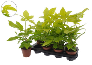 Dwarf Umbrella Tree (Schefflera) – 12cm Pot