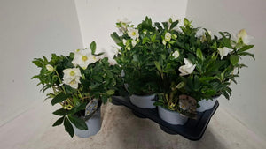 White Hellebore (Helleborus) – 17cm Pot